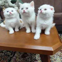 اسکاتیش بریتیش