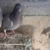 جوجه دوبر