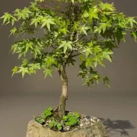 انواع بونسای و گیاهان آپارتمانی