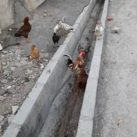 مرغ خروس زیبا
