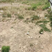 زمین تجاری کوثر ۳۰۰ متری دو نبش بر بلوار