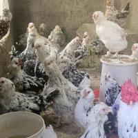 تخم نطفه دار گلین وگلین لری فول کیفیت