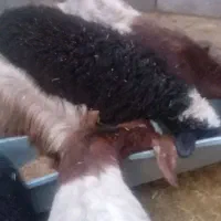 بره نرفروشی