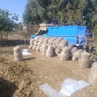 ذرت علوفه ای