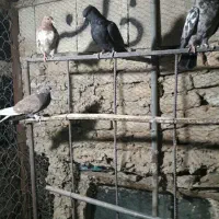 کبوتر پرشی