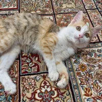 واگذاری گربه خانگی|گربه|قم, پردیسان|دیوار