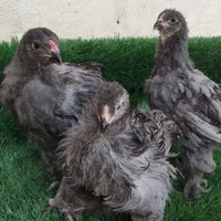 نیمچه برهما فری و ساده
