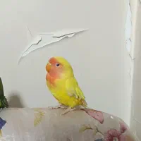 طوطی برزیلی تازه داره دون خور میشه