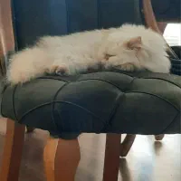 گربه پرشین ماده|گربه|پاکدشت, پاکدشت (مامازند)|دیوار