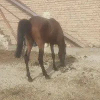 اسب خالص یورقه