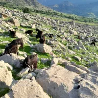 بزها گلداری