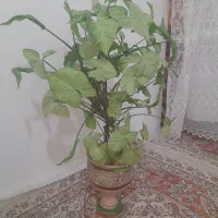 تعدادی گل|گل و گیاه طبیعی|شهرکرد, |دیوار