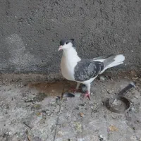 ساده کاکلی کفتر