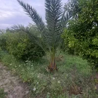 فروش زمین و باغ