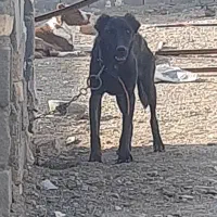 سگ ماده سرابی