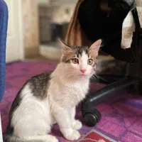 واگذاری گربه ماده