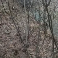 گردو فروشی|خدمات باغبانی و درختکاری|سروآباد, |دیوار