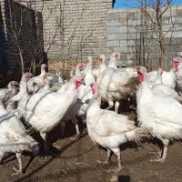 بوقلمون|حیوانات مزرعه|گمیشان, |دیوار