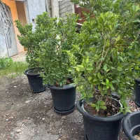درختچه،گل یاس هلندی