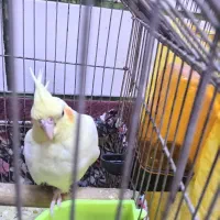 عروس هلندی لیتونیو سالم و سرحال|پرنده|بندر ماهشهر, |دیوار