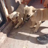 سگ اشتپیز اصل|سگ|رفسنجان, |دیوار