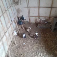 فروشی|حیوانات مزرعه|تربت جام, جامرود|دیوار