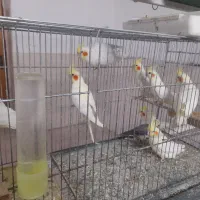 فروش عروس هلندی کوتوله مرغ عشق