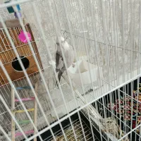 جفت عروس هلندی نر ماده