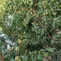 باغ هزار متری چغادون|فروش دفتر صنعتی، کشاورزی، تجاری|دورود, |دیوار