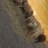 میش اوست