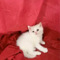 توله اسکاتیش سفید عروسکی