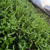 نشا گوجه شیتیل گوجه فرنگی