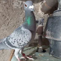 کبوتر پلاکی وغیره