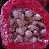 سیر فروشی درجه یک در تور    برای بذری|عمده‌فروشی|شادیان, |دیوار