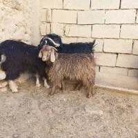 بزغاله فروشی|حیوانات مزرعه|شاهرود, |دیوار