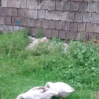 غاز|حیوانات مزرعه|شوش, |دیوار