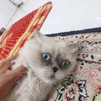 گربه