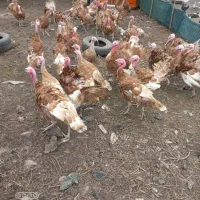 فروش بوقلمون پنج ماه وزن چهار کیلو|حیوانات مزرعه|رشت, حومه رشت|دیوار