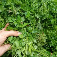 سبزیجات ارگانیک