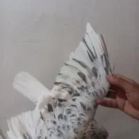 ساده هفترنگ