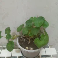 گلدان گل شمعدانی ، پدیلانتوس ، و کالانگوئه|گل و گیاه طبیعی|تهران, تهرانپارس غربی|دیوار