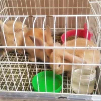 فروش خرگوش  تازه متولد شده وخرگوش یک ماهه
