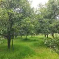 فروش باغ دره دراز اردل