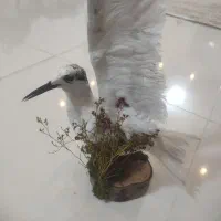 فروش پرنده دکوری|مجسمه، تندیس، ماکت|آباده, |دیوار