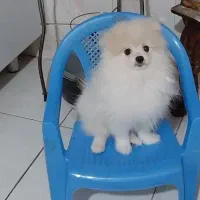 سگ پامر عروسکی