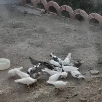 کفتر|پرنده|بستان آباد, |دیوار