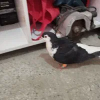 ساده