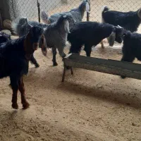 بزو بزغاله فروش|حیوانات مزرعه|آبدانان, |دیوار