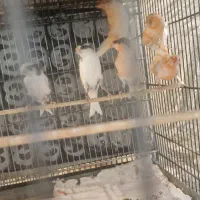 ۲۵ جفت قناری