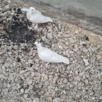 کبوتر خال تو سر